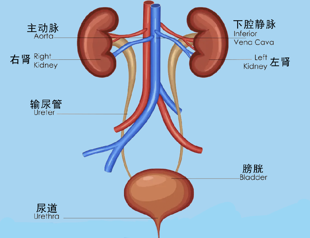 关注身体健康，别再让他遭受“结石之痛”